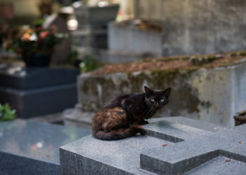 How to leave your home and assets to your pet?