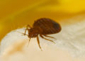 Bed bugs: humans’ most formidable predator