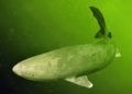The Greenland shark: ancient and endangered