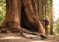 The largest privately owned sequoia grove purchased by environmental group