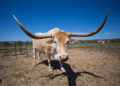 Alabama longhorn has world’s longest horns