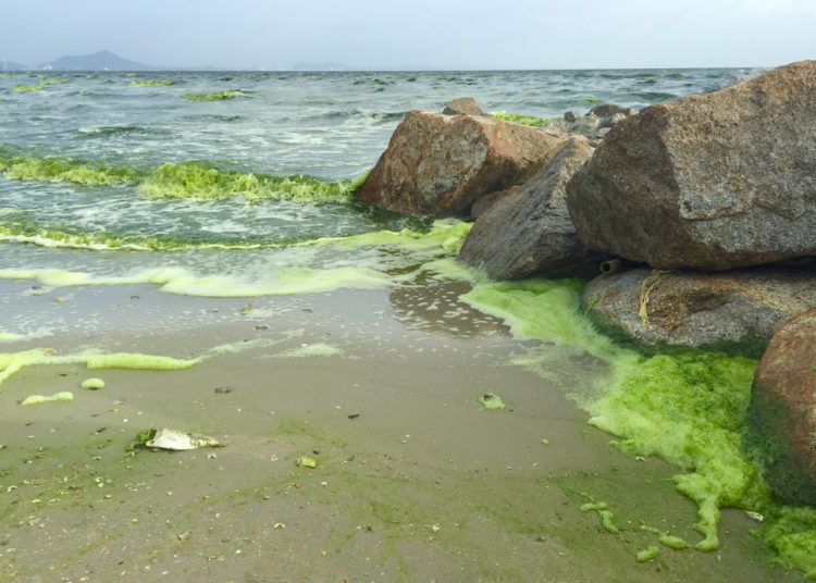 Half of the oxygen comes from phytoplankton