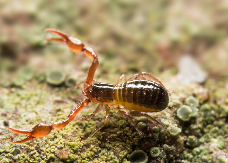 This tiny arachnid can live underwater without breathing for 17 days!